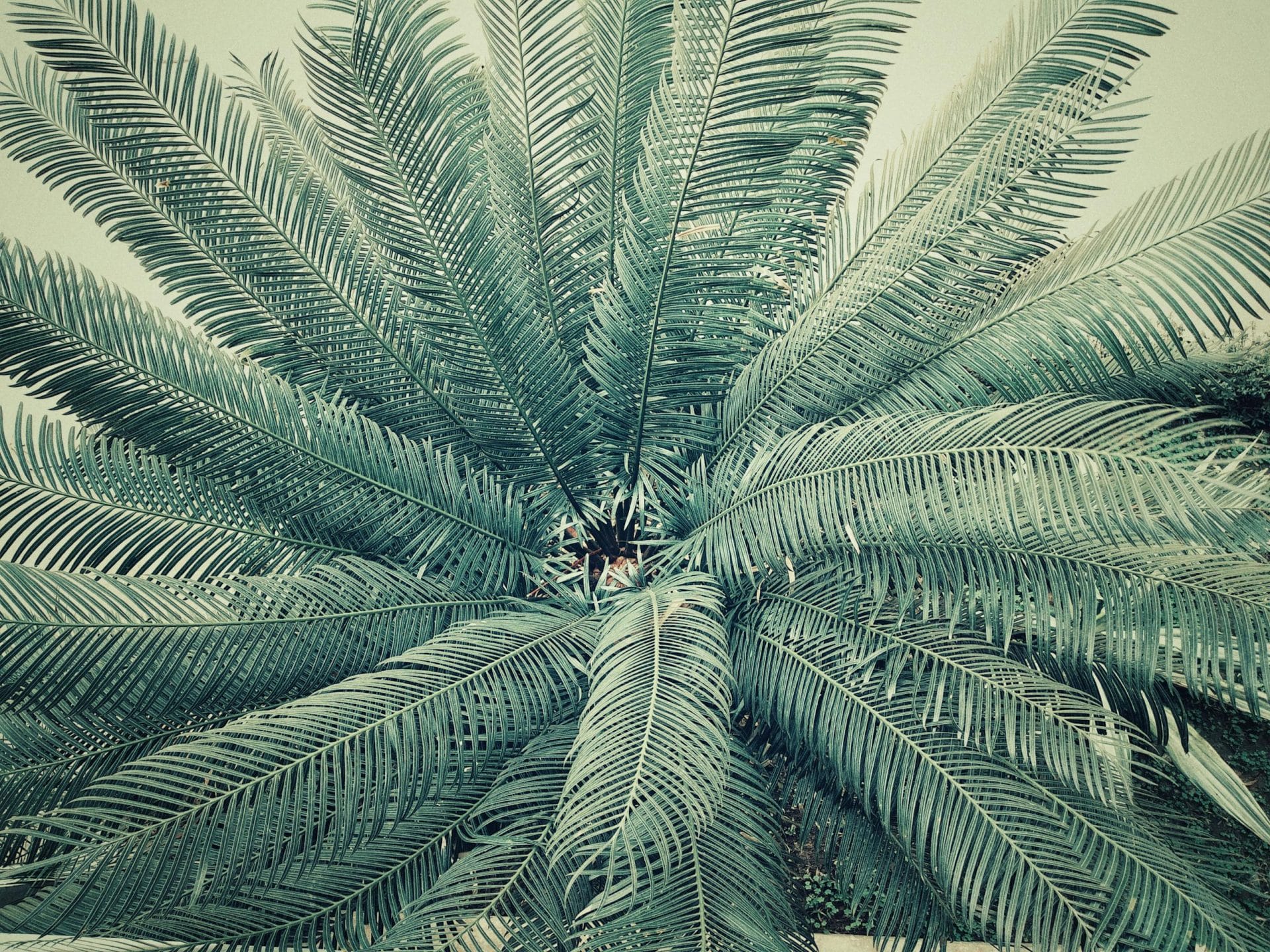 Captivating close-up of tropical palm fronds creating a radial pattern in Narayanganj, Bangladesh.